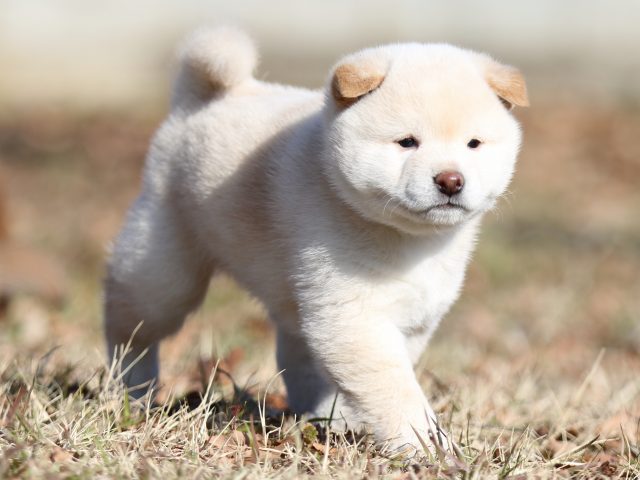 FP5A6919-shibainu-puppy