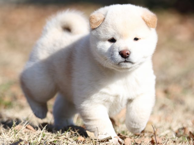 FP5A6928-shibainu-puppy