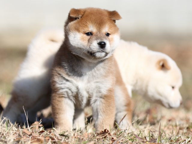 FP5A7009-shibainu-puppy FP5A7009-shibainu-puppy