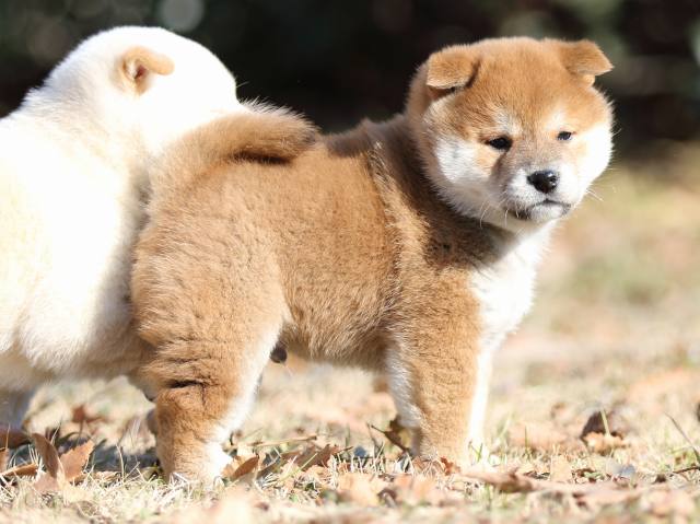 FP5A7036-shibainu-puppy FP5A7036-shibainu-puppy
