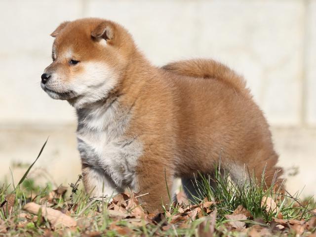 FP5A7093-shibainu-puppy FP5A7093-shibainu-puppy