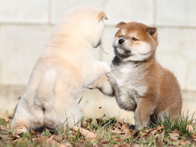 FP5A7098-shibainu-puppy FP5A7098-shibainu-puppy