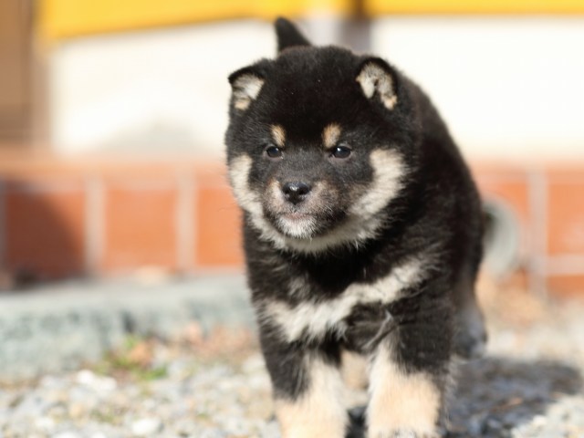 FP5A7632-puppy FP5A7632-puppy