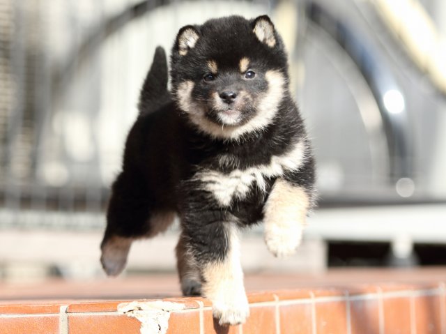 FP5A7670-puppy FP5A7670-puppy