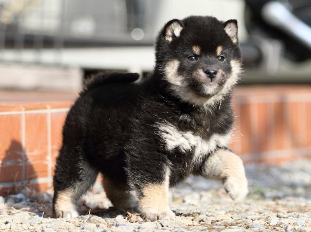FP5A7673-puppy FP5A7673-puppy