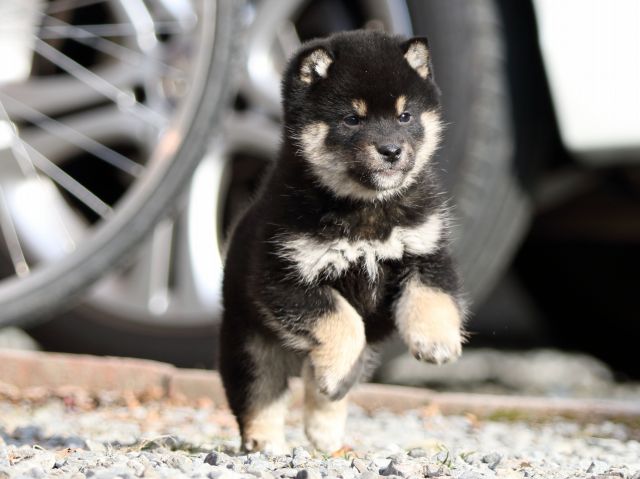 FP5A7684-puppy FP5A7684-puppy
