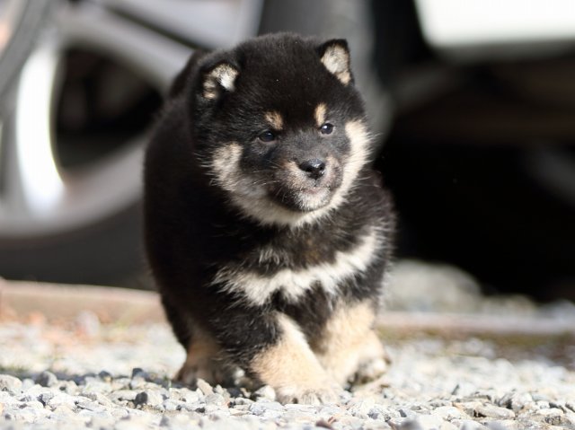 FP5A7686-puppy FP5A7686-puppy