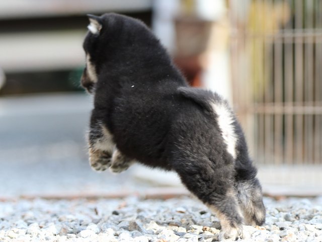 FP5A7781-puppy FP5A7781-puppy
