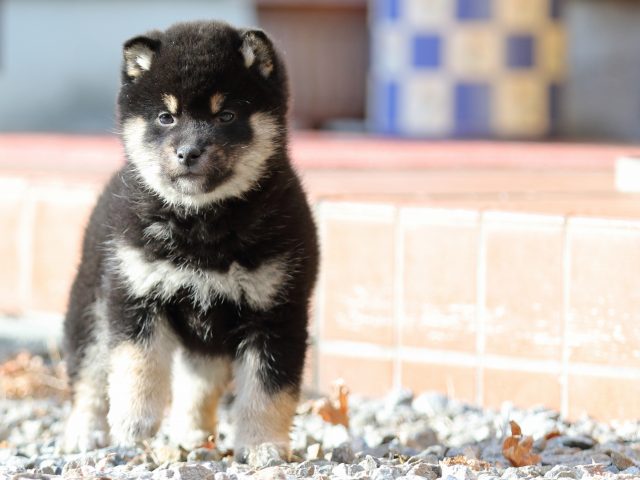FP5A7885-puppy FP5A7885-puppy
