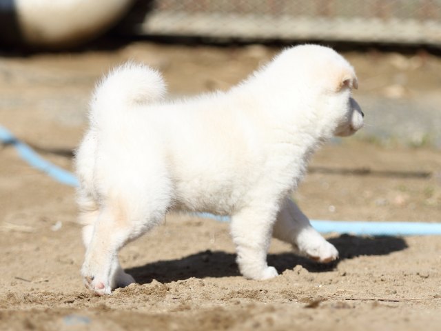 FP5A8509-puppy-puppy FP5A8509-puppy-puppy