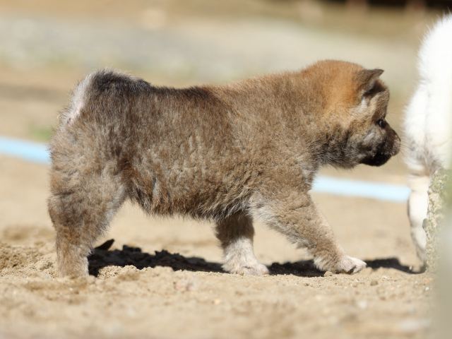 FP5A8522-puppy-puppy FP5A8522-puppy-puppy