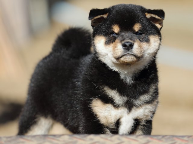 FP5A8542-puppy-puppy FP5A8542-puppy-puppy
