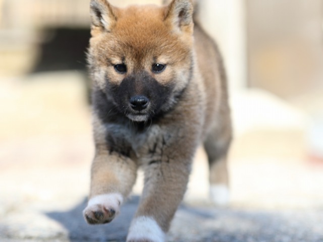 FP5A8557-puppy-puppy FP5A8557-puppy-puppy