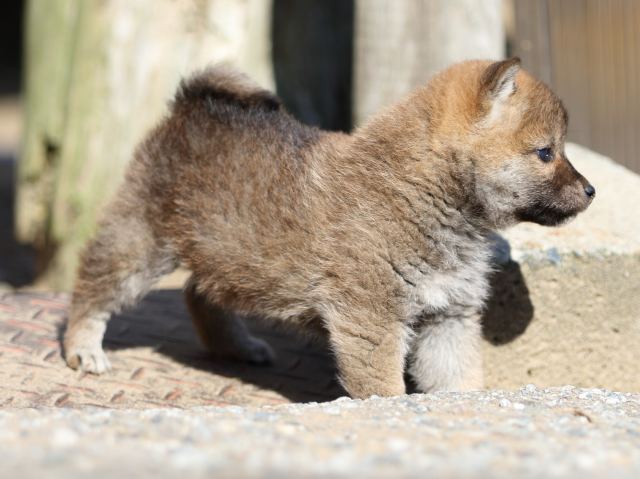 FP5A8573-puppy-puppy FP5A8573-puppy-puppy