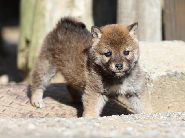 FP5A8575-puppy-puppy FP5A8575-puppy-puppy