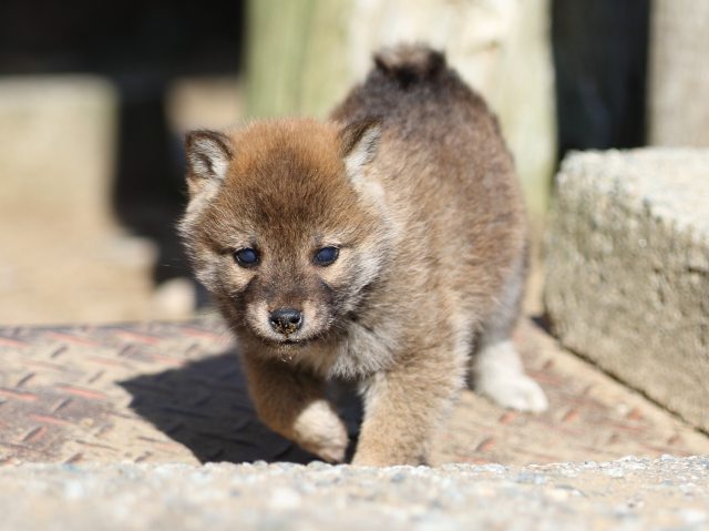FP5A8577-puppy-puppy FP5A8577-puppy-puppy