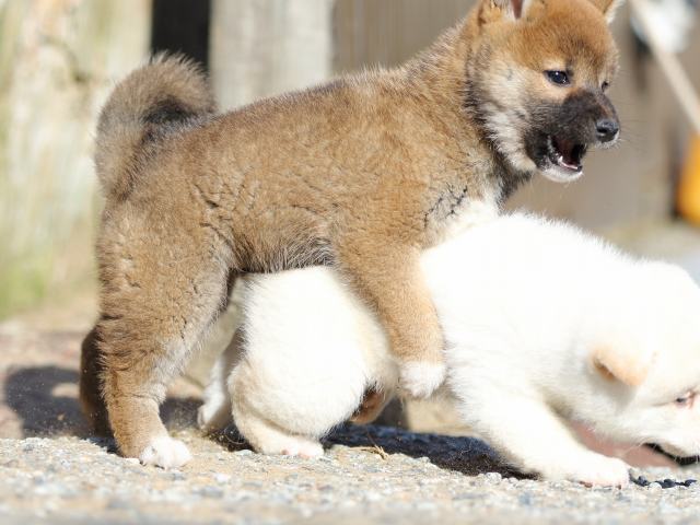 FP5A8610-puppy FP5A8610-puppy