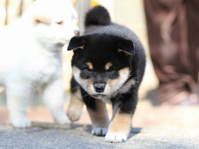 FP5A8686-puppy-puppy FP5A8686-puppy-puppy