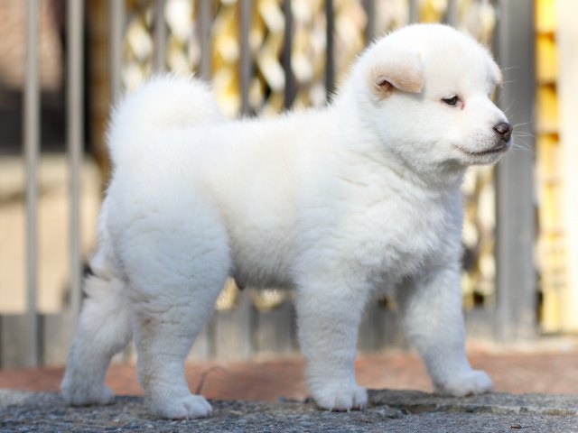 FP5A8696-puppy-puppy FP5A8696-puppy-puppy