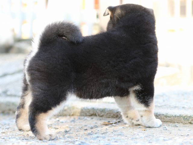 FP5A8714-puppy-puppy FP5A8714-puppy-puppy