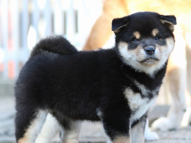 FP5A8728-puppy-puppy FP5A8728-puppy-puppy
