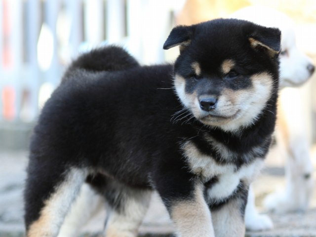 FP5A8731-puppy-puppy FP5A8731-puppy-puppy