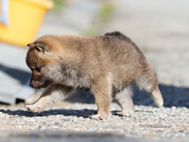FP5A8801-puppy FP5A8801-puppy