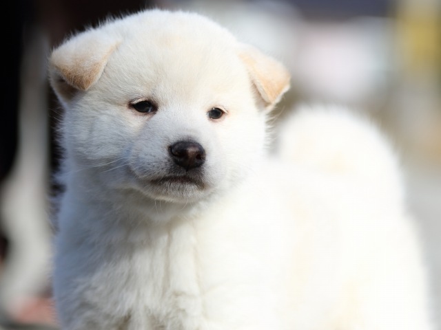 FP5A8875-puppy-puppy FP5A8875-puppy-puppy