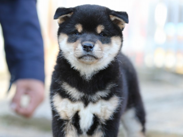 FP5A8889-puppy-puppy FP5A8889-puppy-puppy