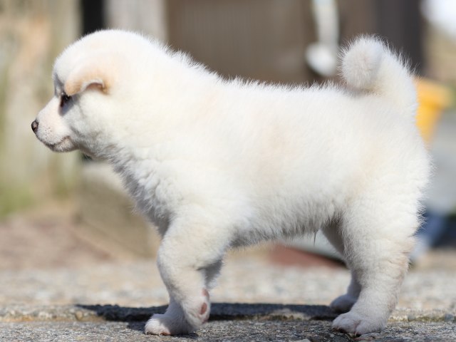 FP5A8892-puppy-puppy FP5A8892-puppy-puppy