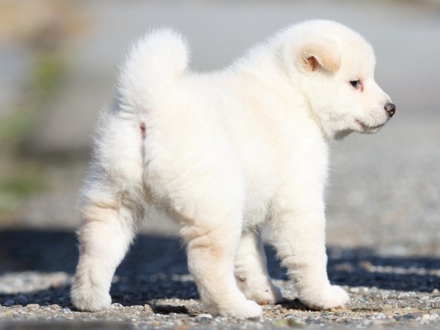 FP5A8905-puppy-puppy FP5A8905-puppy-puppy