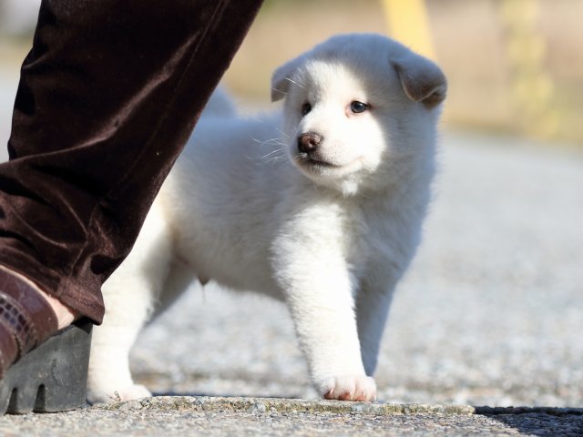 FP5A8918-puppy-puppy FP5A8918-puppy-puppy