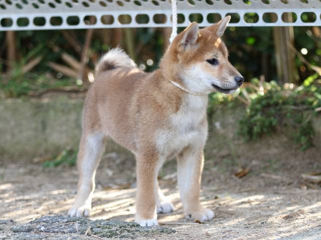FP5A9060-puppy-puppy FP5A9060-puppy-puppy