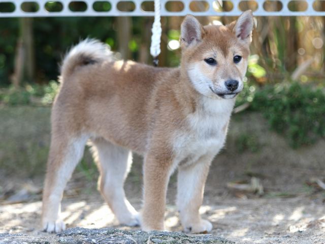 FP5A9080-puppy-puppy FP5A9080-puppy-puppy