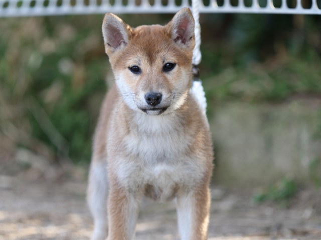 FP5A9086-puppy-puppy FP5A9086-puppy-puppy