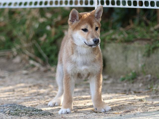 FP5A9088-puppy-puppy FP5A9088-puppy-puppy