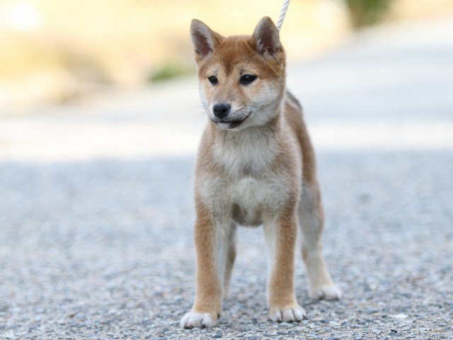 FP5A9105-puppy-puppy FP5A9105-puppy-puppy