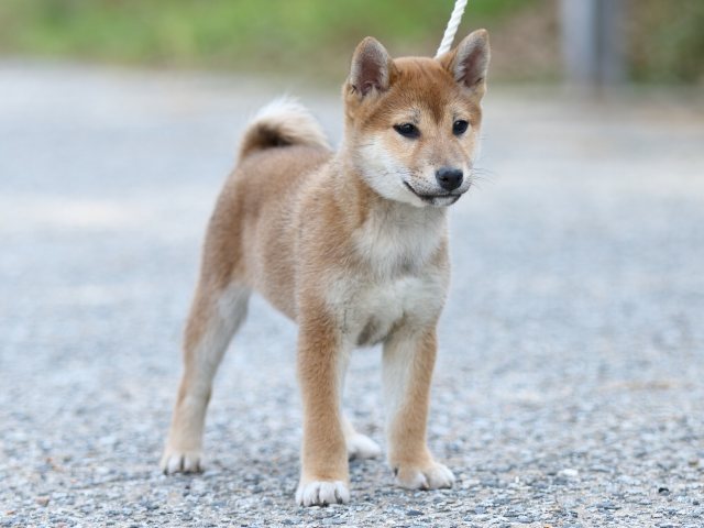FP5A9113-puppy-puppy FP5A9113-puppy-puppy