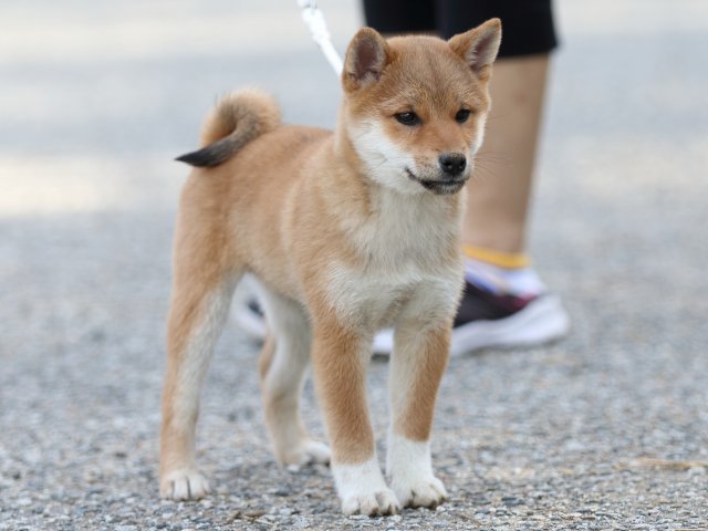 FP5A9120-puppy-puppy FP5A9120-puppy-puppy