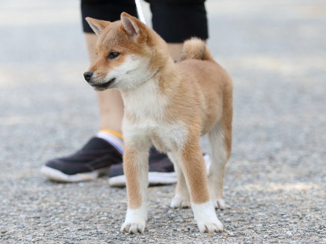 FP5A9129-puppy-puppy FP5A9129-puppy-puppy