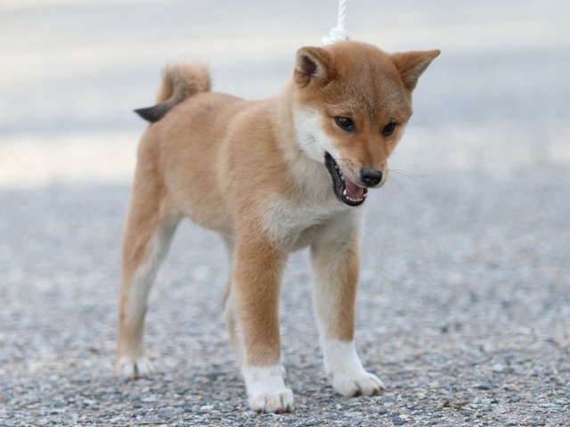 FP5A9137-puppy-puppy FP5A9137-puppy-puppy