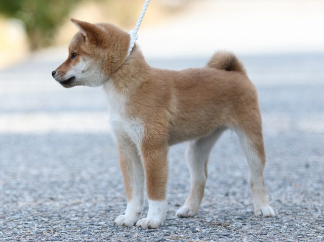 FP5A9142-puppy-puppy FP5A9142-puppy-puppy