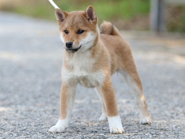 FP5A9173-puppy-puppy FP5A9173-puppy-puppy