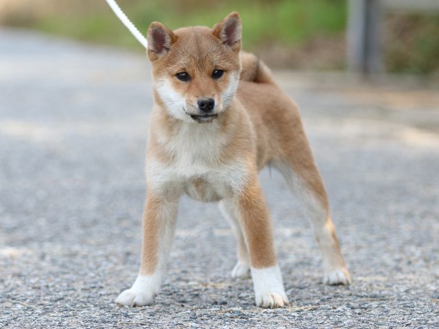 FP5A9182-puppy-puppy FP5A9182-puppy-puppy