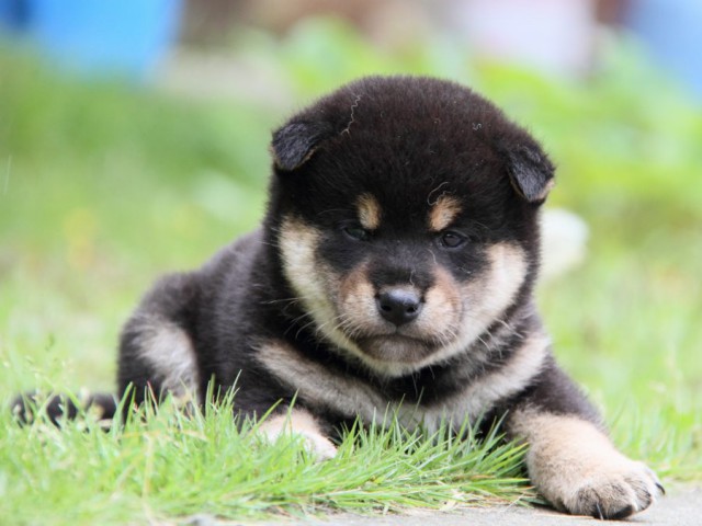 IMG_9333-shibainu-puppy IMG_9333-shibainu-puppy