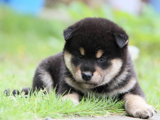 IMG_9337-shibainu-puppy IMG_9337-shibainu-puppy