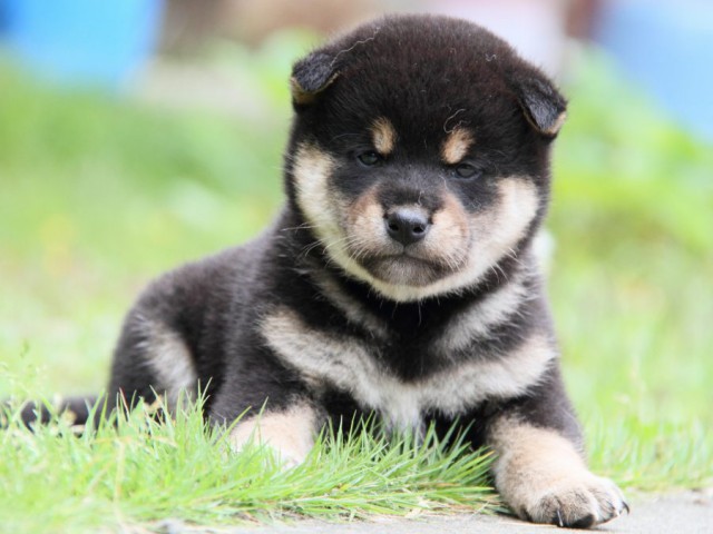 IMG_9339-shibainu-puppy IMG_9339-shibainu-puppy