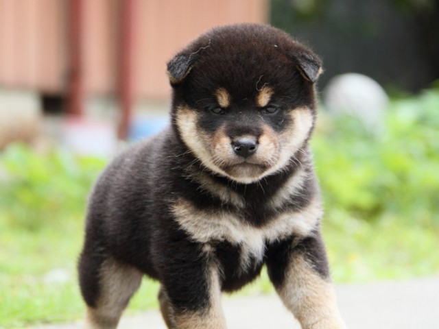 IMG_9352-shibainu-puppy IMG_9352-shibainu-puppy