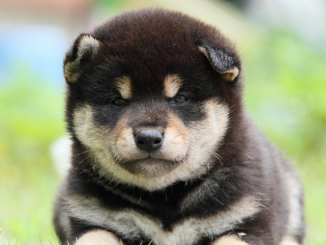IMG_9364-shibainu-puppy IMG_9364-shibainu-puppy