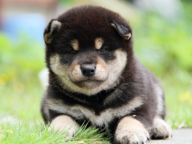 IMG_9365-shibainu-puppy IMG_9365-shibainu-puppy